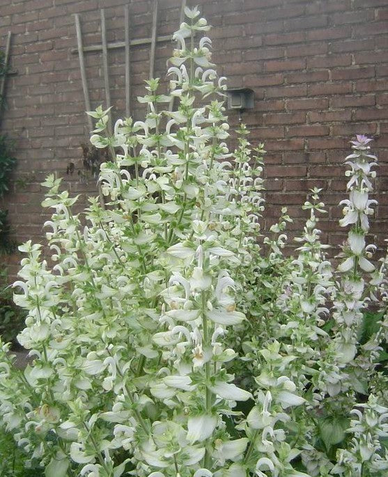 Salvia sclarea 'Turkestanica Alba' / 'Vatican White'