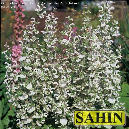 Salvia sclarea 'Turkestanica Alba' / 'Vatican White'