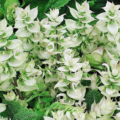 Salvia sclarea 'Turkestanica Alba' / 'Vatican White'