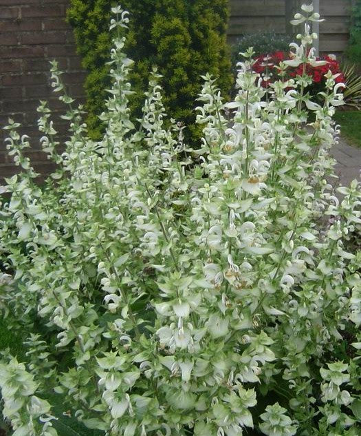 Salvia sclarea 'Turkestanica Alba' / 'Vatican White'