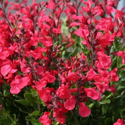 Salvia x jamensis