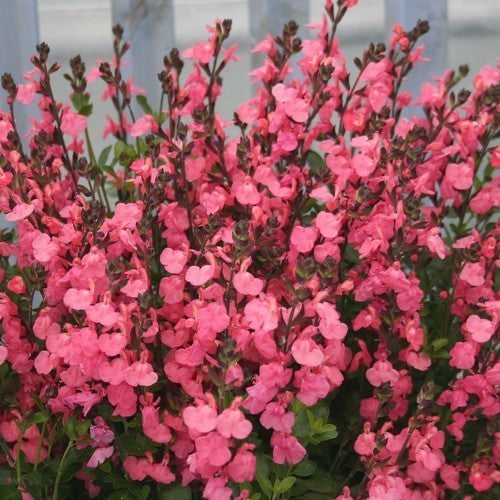 Salvia x jamensis
