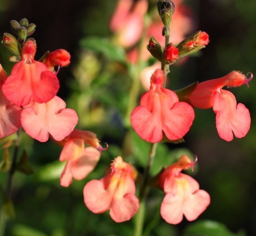 Salvia x jamensis