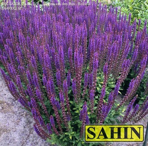 Salvia x superba 'Blauköningin' / 'Violet'