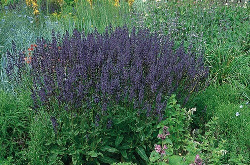 Salvia x superba 'Blauköningin' / 'Violet'