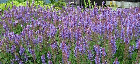 Salvia x superba 'Blauköningin' / 'Violet'