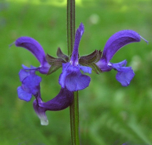 Salvia transsylvanica