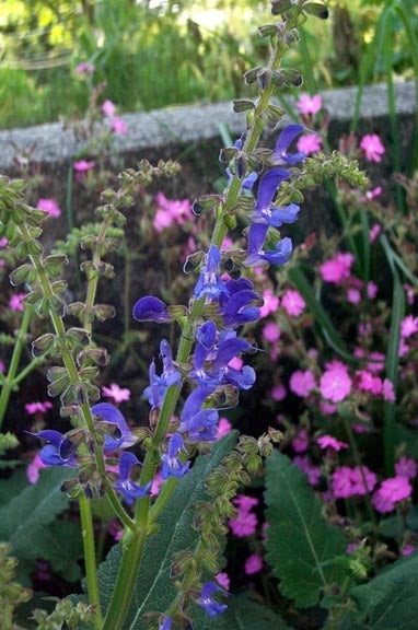 Salvia transsylvanica