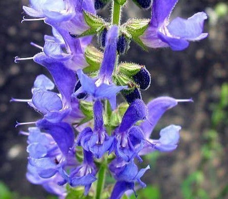 Salvia transsylvanica