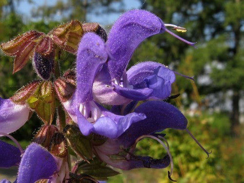 Salvia transsylvanica