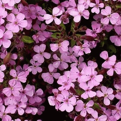 Rock Soapwort