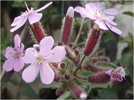 Rock Soapwort