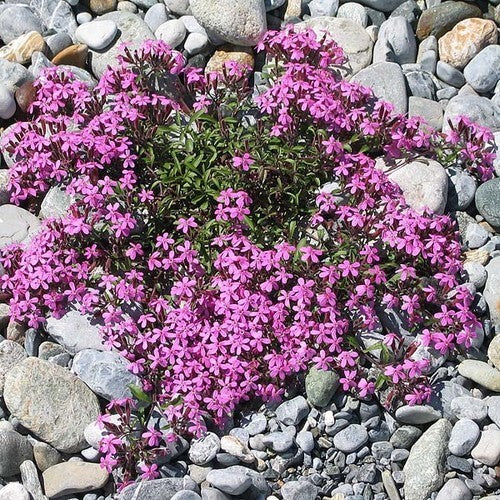 Rock Soapwort