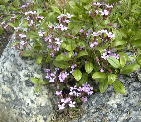 Rock Soapwort