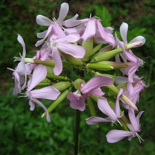 Soapwort