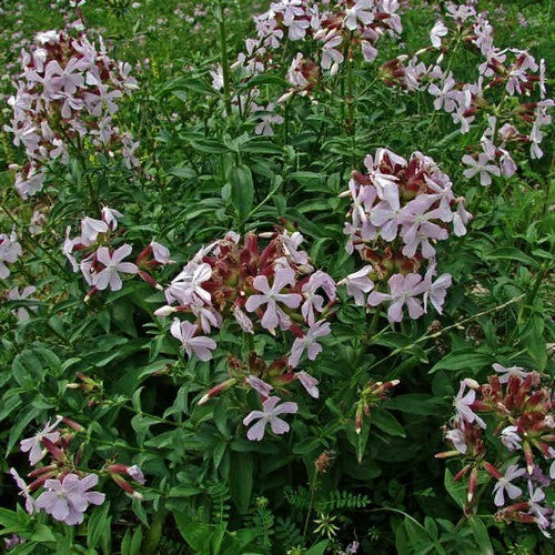 Soapwort