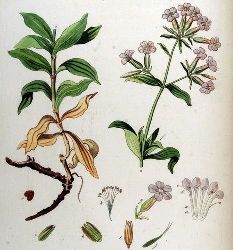 Soapwort