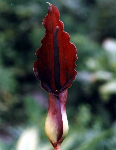 SauRomatum giganteum