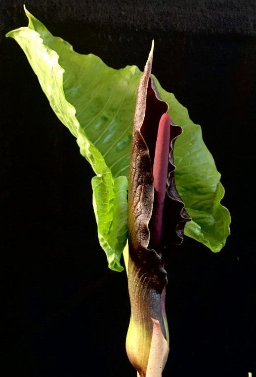 SauRomatum giganteum