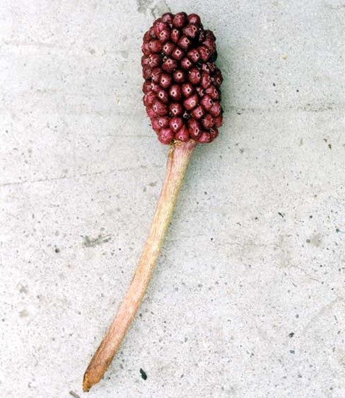 SauRomatum giganteum