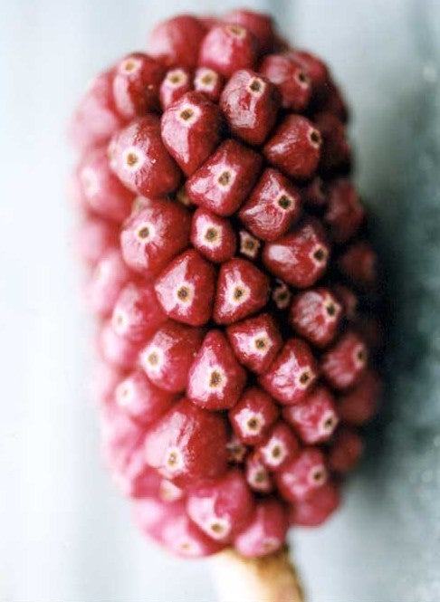 SauRomatum giganteum