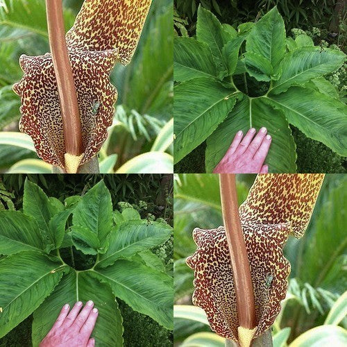 Sauromatum nubicum