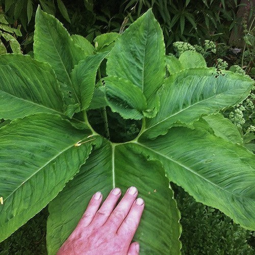 Sauromatum nubicum