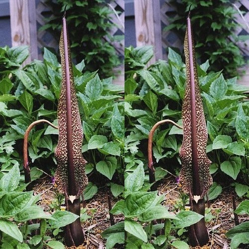 Venous SauRomatum
