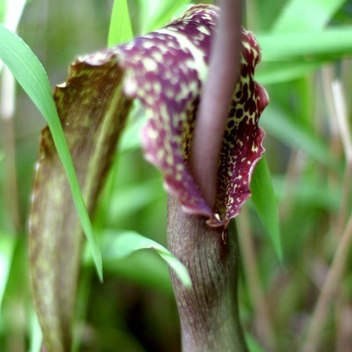 Venous SauRomatum