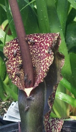 Venous SauRomatum