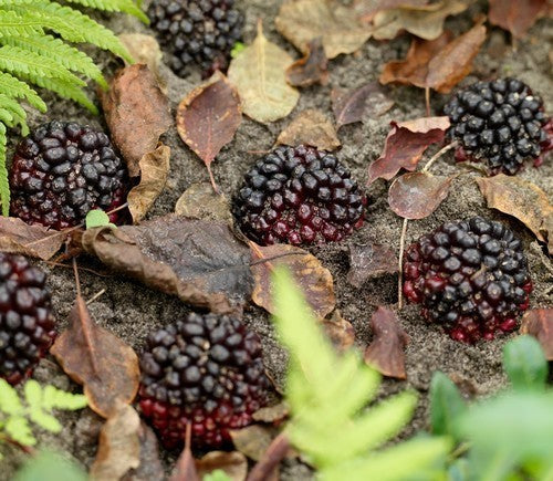 Venous SauRomatum