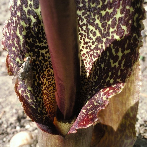 Venous SauRomatum