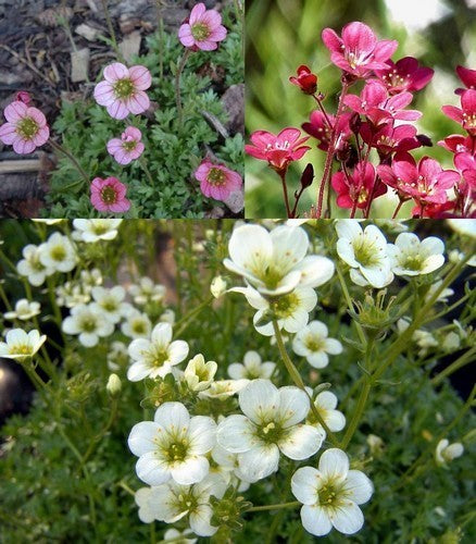 Saxifraga -Arendsii-Hybriden 'Rock Garden Mixed'