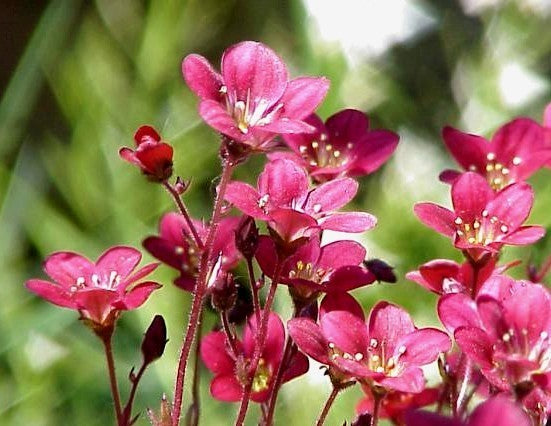 Saxifraga -Arendsii-Hybriden 'Rock Garden Mixed'