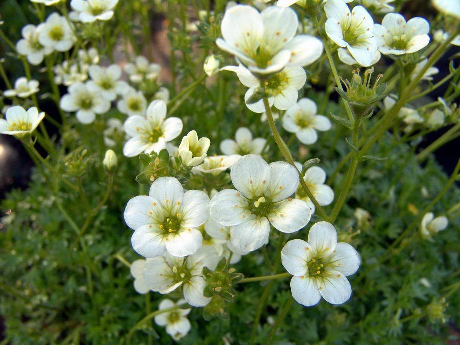Saxifraga -Arendsii-Hybriden 'Rock Garden Mixed'