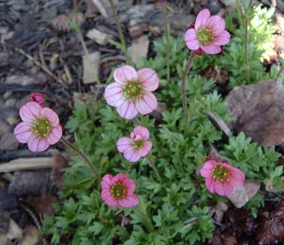 Saxifraga -Arendsii-Hybriden 'Rock Garden Mixed'