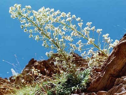 Saxifraga longifolia