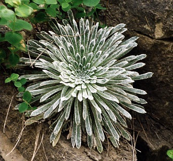 Saxifraga longifolia