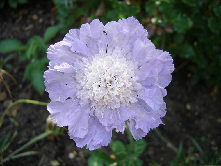 Scabiosa caucasica 'Perfection Blue'