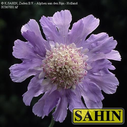 Scabiosa caucasica 'Perfection Blue'