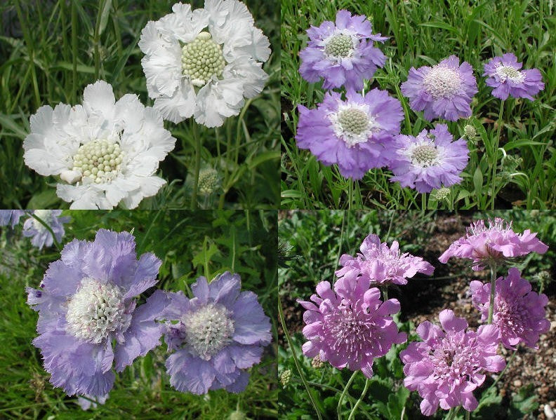 Scabiosa caucasica 'Border Mixed'
