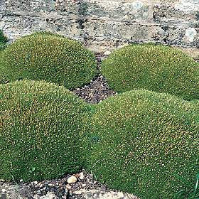 Scleranthus biflorus