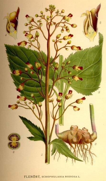 Scrophularia nodosa
