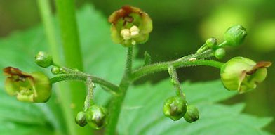 Scrophularia nodosa