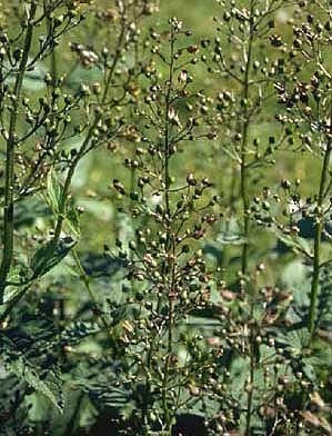 Scrophularia nodosa