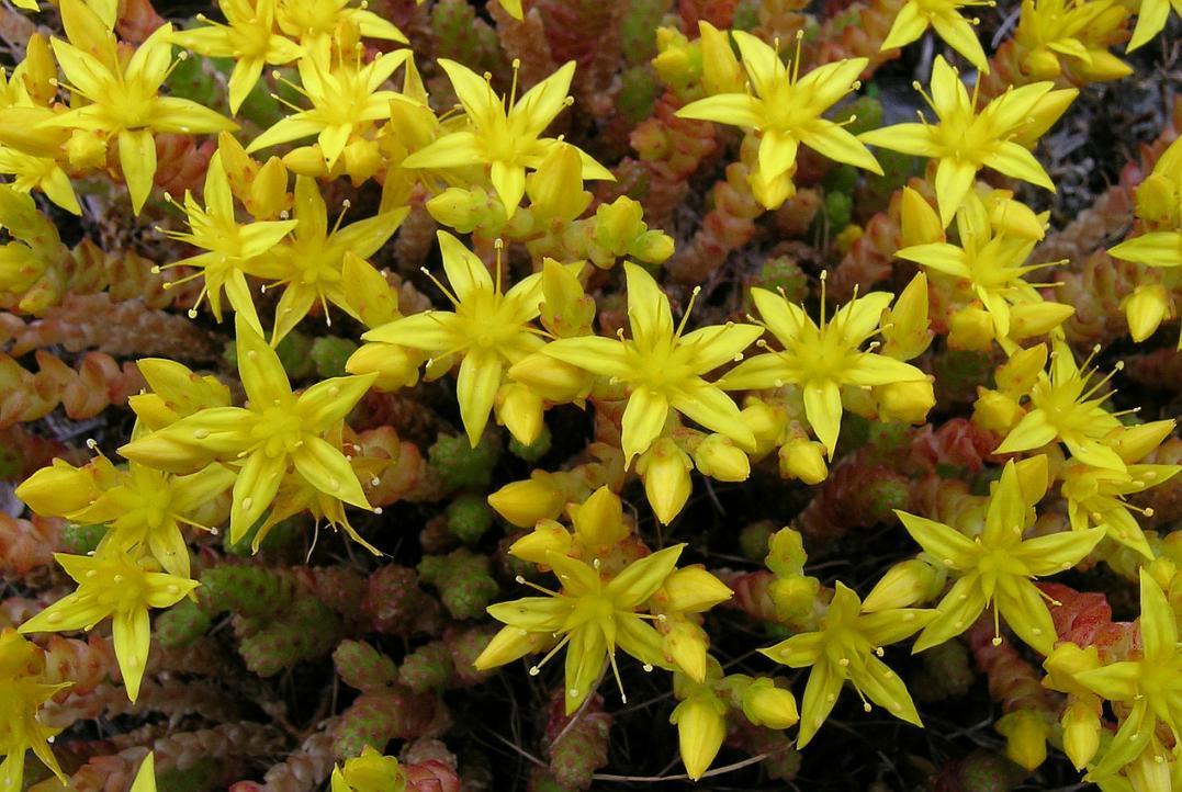 Biting stonecrop