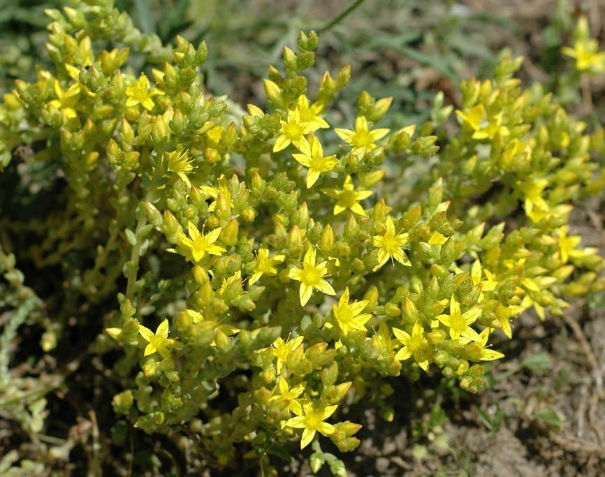 Biting stonecrop