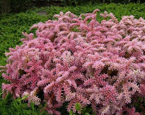 Sedum pulchellum