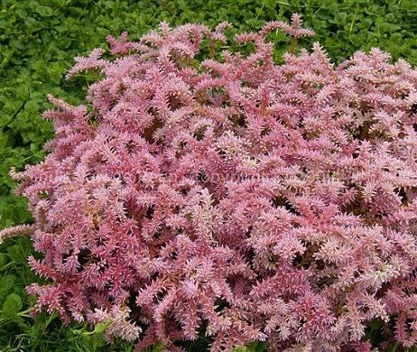 Sedum pulchellum