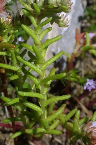 Sedum pulchellum